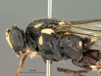 Metopius_zuluensis_SAM-HYM-P001570_head_mesosoma_lateral