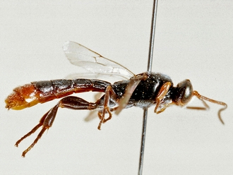 Trieces quadricarinatus 352a