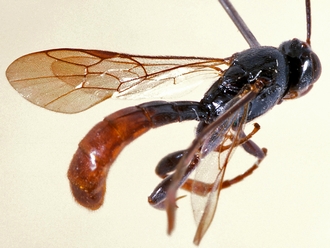Trieces semirufus 353c
