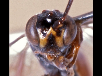 Trieces semirufus 353d