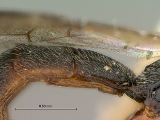 Trieces_capensis_SAM-HYM-P001517_1&2_segments_metasoma_lateral