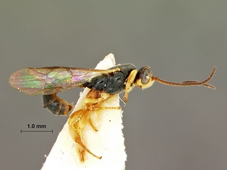 Trieces_capensis_SAM-HYM-P001517_habitus_lateral