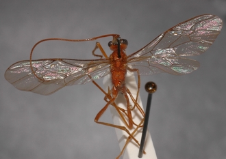 Ophion_rufus_HOLOTYPE