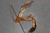 Enicospilus_equatus_HOLOTYPE