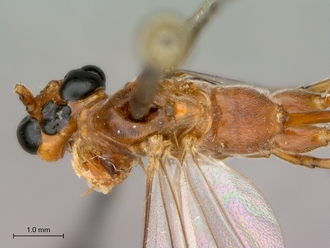Enicospilus_fulvescens_head_mes_dorsal