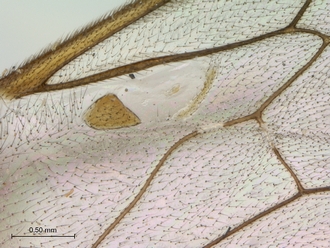 Enicospilus_fulvescens_wing_sclerites