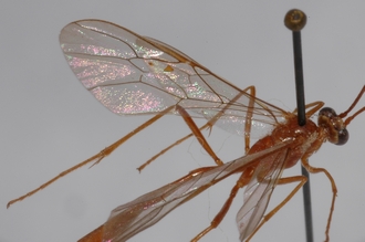 Enicospilus_hova_PARATYPE