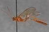 Enicospilus_hova_PARATYPE