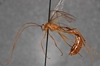 Enicospilus_hyailosus_PARATYPE
