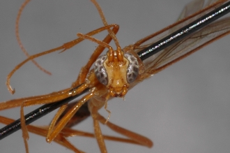 Enicospilus_ktesus_PARATYPE