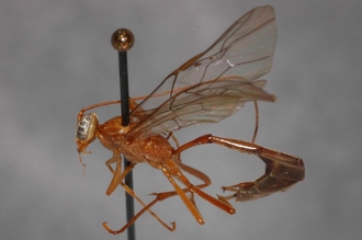 Enicospilus_ktesus_PARATYPE