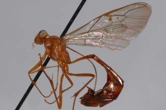 Enicospilus_ktesus_PARATYPE