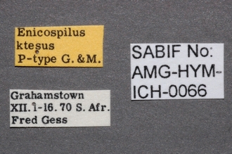 Enicospilus_ktesus_labels
