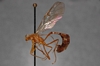 Enicospilus_ktesus_PARATYPE