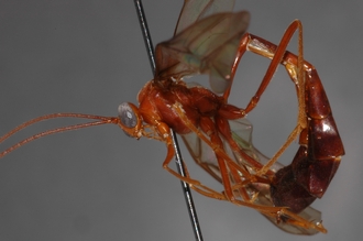 Enicospilus_lancasteri_PARATYPE