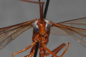 Enicospilus_lancasteri_PARATYPE