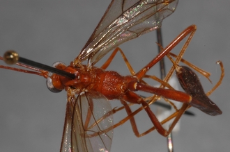 Enicospilus_lancasteri_PARATYPE