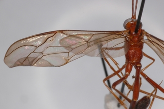 Enicospilus_lancasteri_PARATYPE