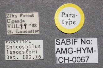 Enicospilus_lancasteri_labels