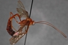 Enicospilus_lancasteri_PARATYPE