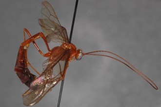 Enicospilus_lancasteri_PARATYPE