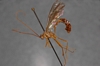Enicospilus_marjorieae_PARATYPE