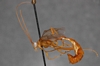 Enicospilus_prolixus_PARATYPE