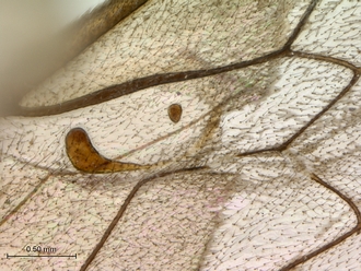Enicospilus_sericatus_wing_sclerites