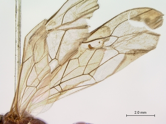 Enicospilus_sericatus_wings