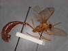 Enicospilus_tenuigena_HOLOTYPE