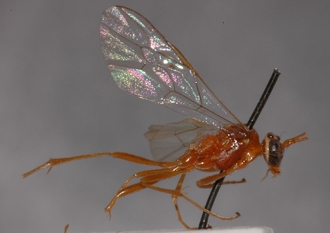 Ophion_albiger_HOLOTYPE