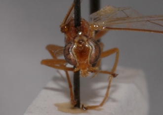 Ophion_albiger_HOLOTYPE