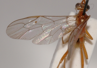 Ophion_albiger_HOLOTYPE