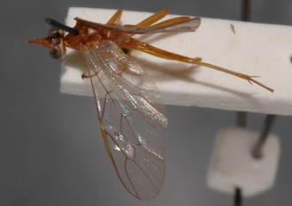 Ophion_albiger_HOLOTYPE