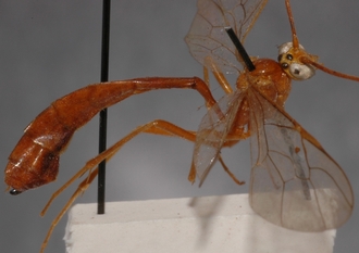 Ophion_longescutellatus_HOLOTYPE