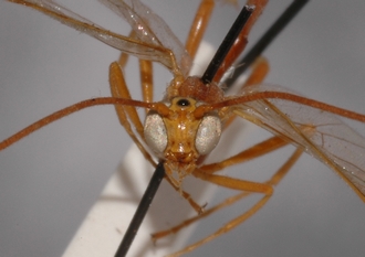 Ophion_longescutellatus_HOLOTYPE