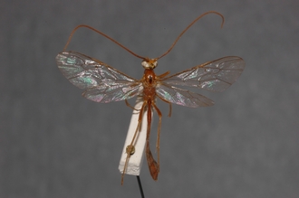 Ophion_longescutellatus_HOLOTYPE