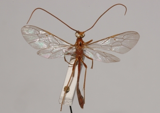 Ophion_longescutellatus_HOLOTYPE