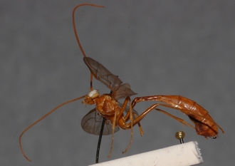 Ophion_longescutellatus_HOLOTYPE