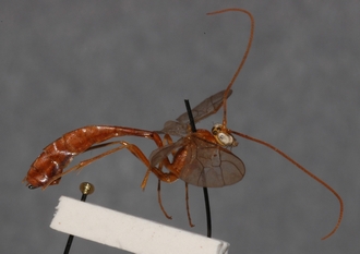 Ophion_longescutellatus_HOLOTYPE