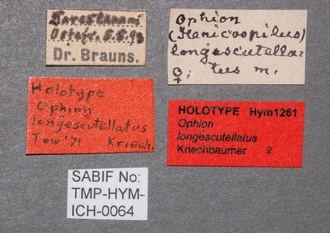 Ophion_longescutellatus_labels