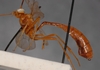 Enicospilus_rufus_HOLOTYPE