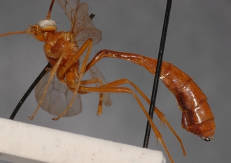 Ophion_longescutellatus_HOLOTYPE