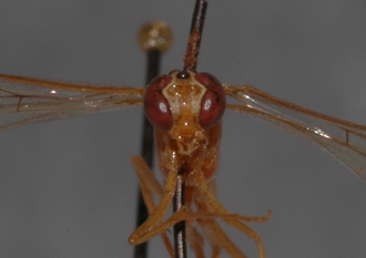 Ophion_natalensis_HOLOTYPE