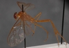 Enicospilus_natalensis_HOLOTYPE