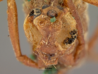 Enicospilus_leucocotis