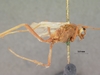 Enicospilus_leucocotis_HOLOTYPE