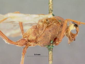 Enicospilus_leucocotis