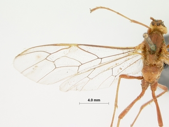 Enicospilus_leucocotis_HOLOTYPE