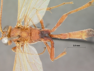 Euryphion_ikuthanus_HOLOTYPE